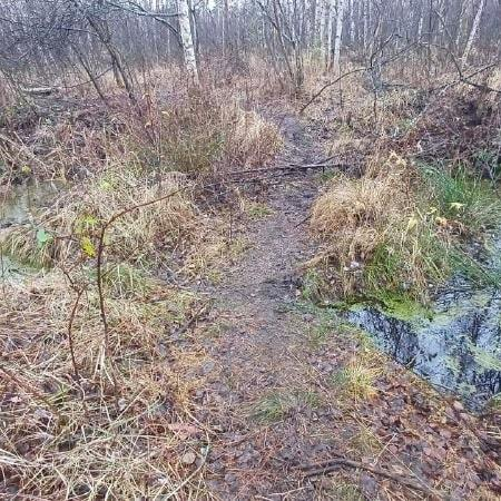 Тело пропавшего мужчины обнаружили в болоте в Рязанской области