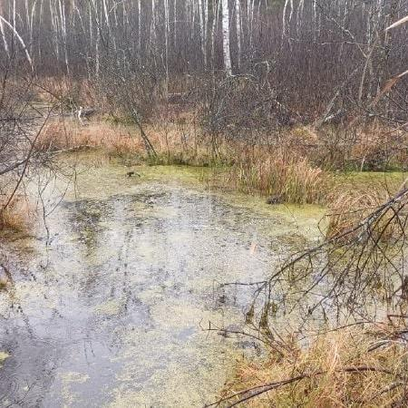 Тело пропавшего мужчины обнаружили в болоте в Рязанской области