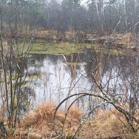 Тело пропавшего мужчины обнаружили в болоте в Рязанской области